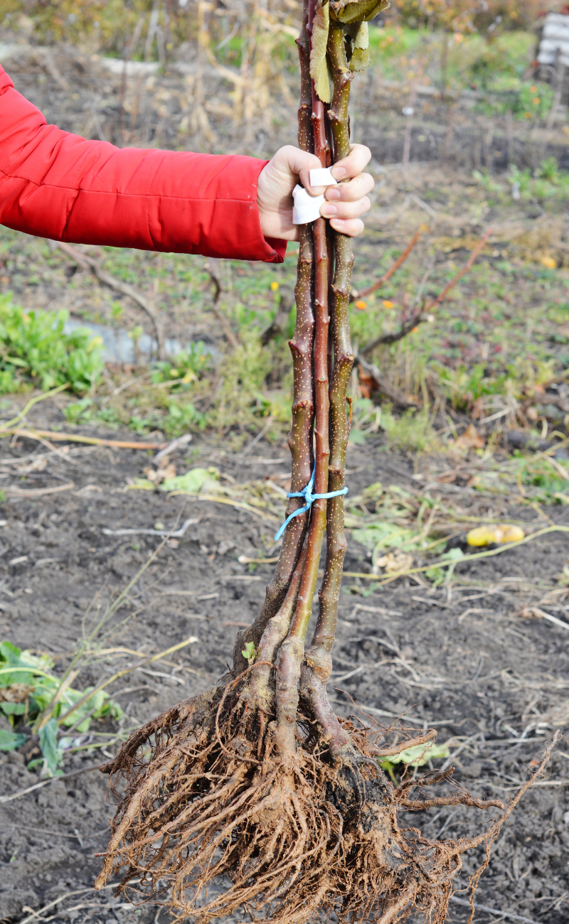 Comment planter un arbre aux racines nues — free download